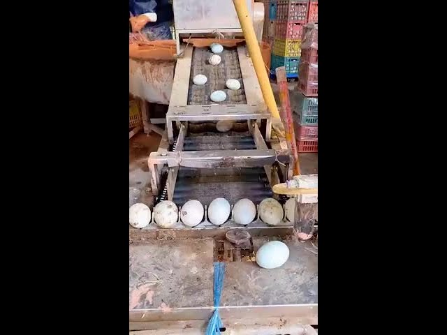 Amazing Automated Egg Sorting Process