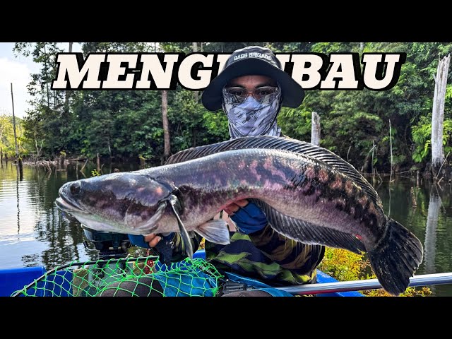 Clear Water Toman | Casting Game | Mengkubau Brunei