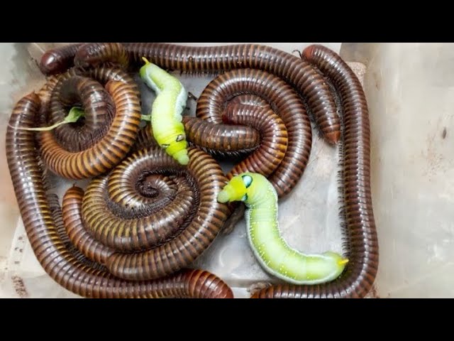 😱 1000+ Giant Millipedes Found in the Forest! | Ultimate Millipede Hunting Adventure #millipede 