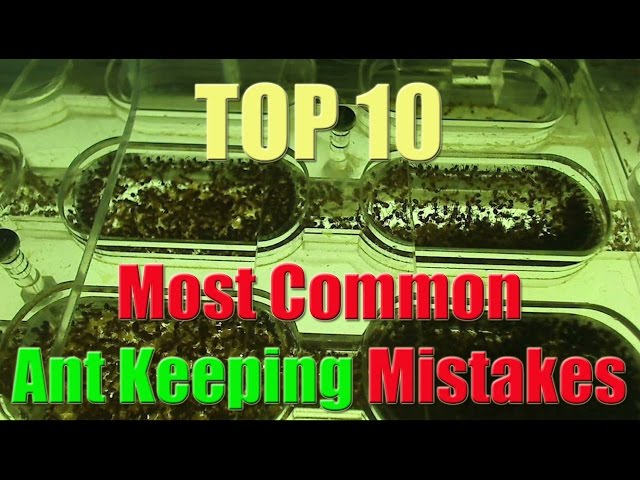 Top 10 Biggest Mistakes in Ant Keeping
