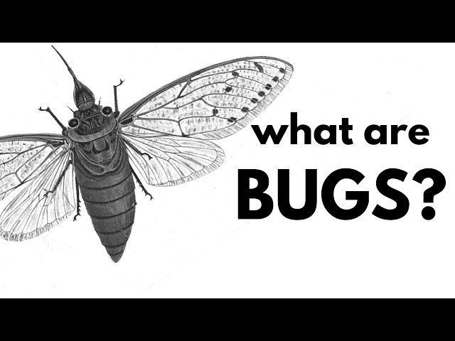 What Are (true) Bugs?