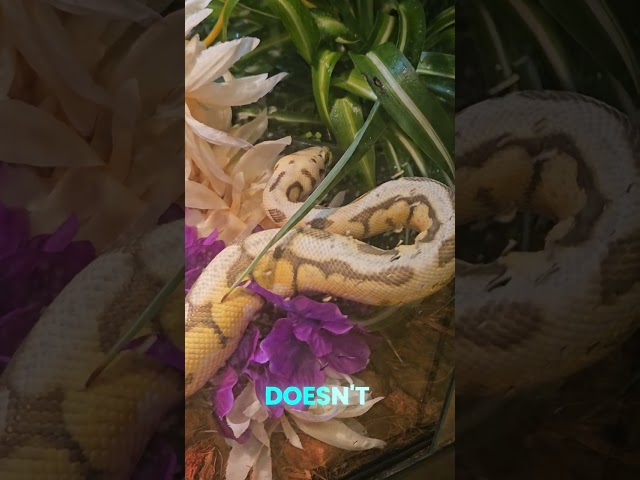 Ball Python Shows Curiosity 