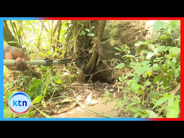 Fear grips Uasin Gishu as KWS hunts two giant pythons