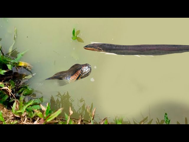 That's why the dwarf anaconda should attack the electric fish