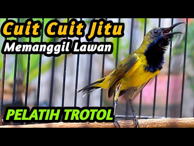 PANCINGAN EMOSI SOGON TROTOL GACOR BIAR CEPAT NGKLEPER NGALAS BONGKAR FULL ISIAN, SOGON METALIK JOSS