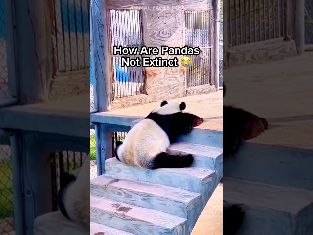 How Are Pandas Not Extinct 😭