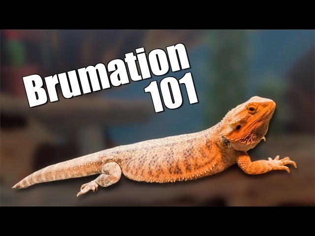 Bearded Dragon Brumation