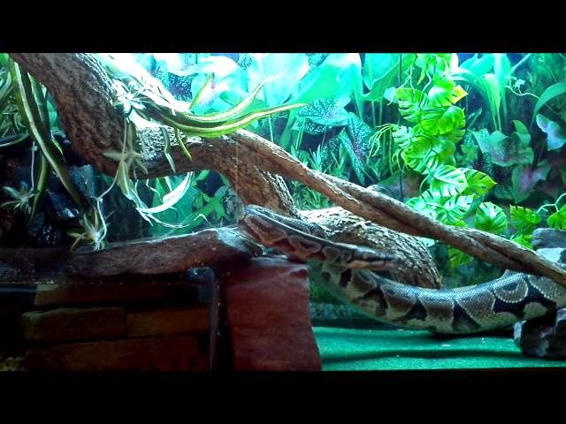 Ball python waterfall tank