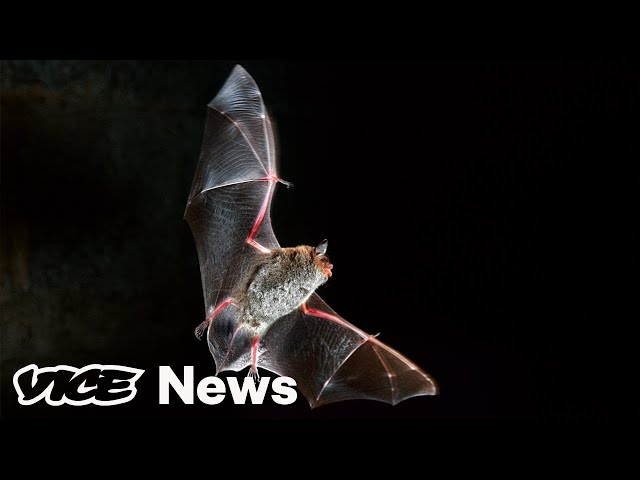 Here’s How Scientists Think Coronavirus Spreads from Bats to Humans