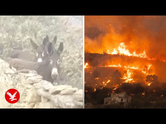 Spanish farmer reunites with her donkeys after escaping wildfire