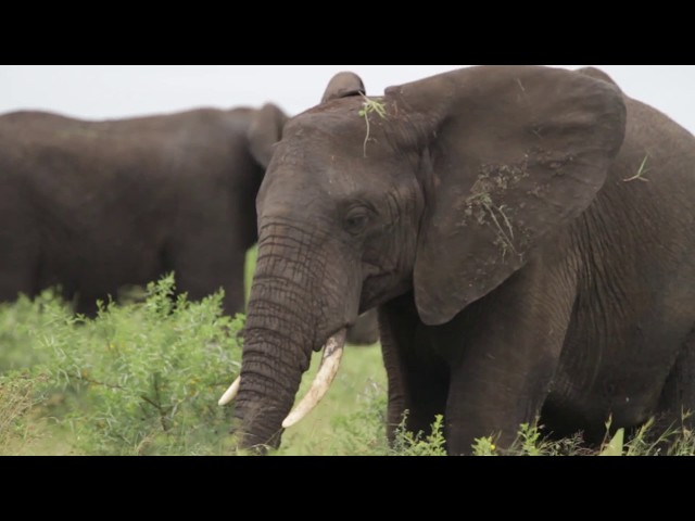 Elephant facts you should know |  Learn about wildlife with EcoTraining