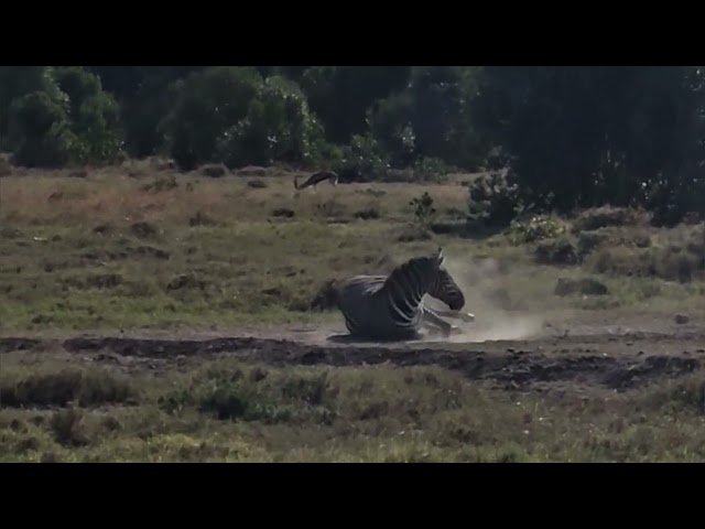 Zebra scratching itself 