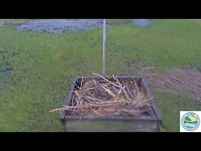 Mispillion Harbor Osprey Camera