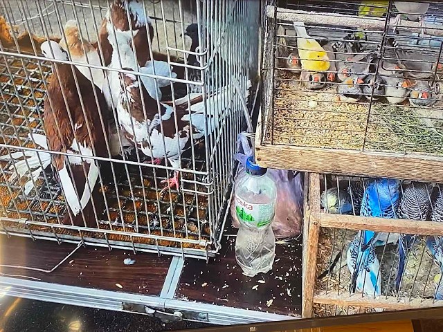 Dnepr, May 31, 2026. Continuation of the fair of pigeons and other pets.