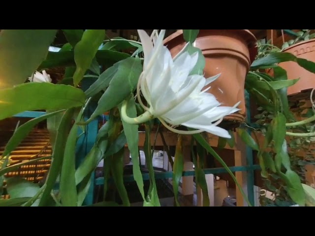 Japanese Cactus Flowers
