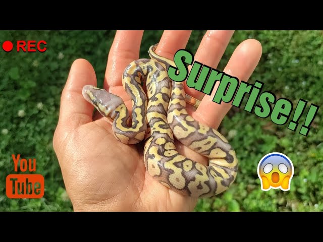 New Ball Python Hatchlings! #animal #ballpython #reptiles #python #snake #pets