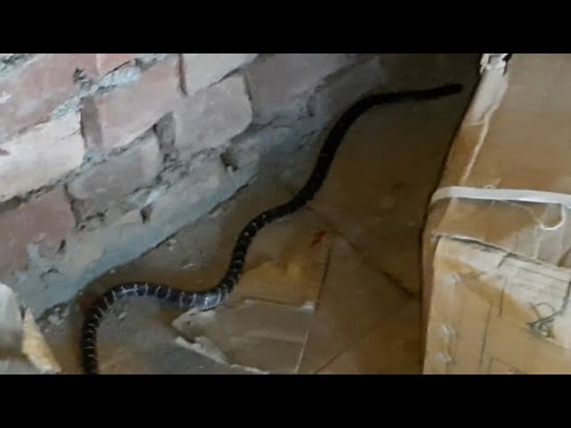 ऐसी जगह बैठा हो तो काट सकता है साँप