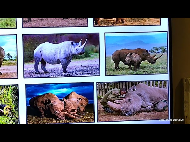18 Animals of Africa - PowerPoint Presentation - Remastered - Part VII