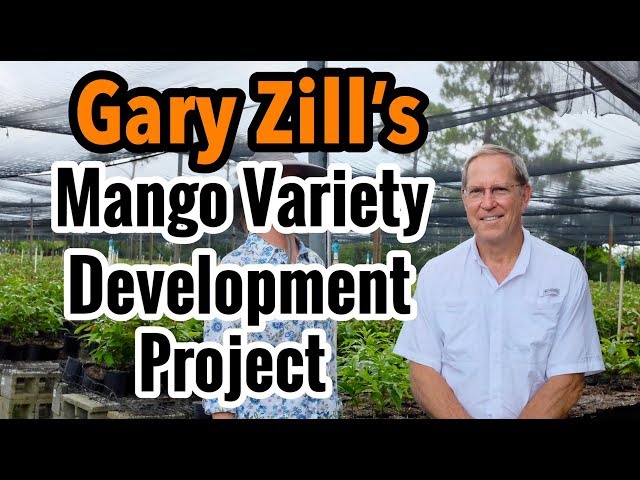 Gary Zill's Mango Variety Development Project