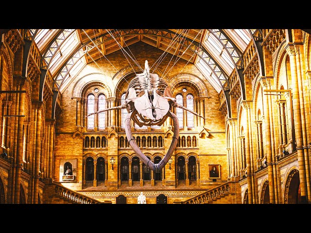 Natural History Museum - Complete Virtual Tour