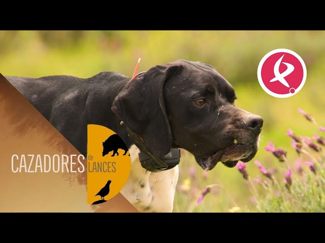 Potencia física con un gran olfato, así es el pointer | Cazadores de Lances