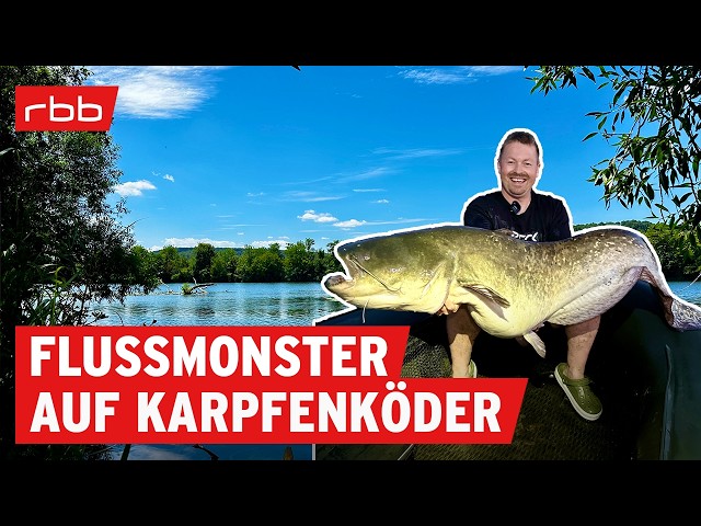 Französische Welse beim Nachtangeln mit Carsten Zeck | Angebissen #202 | Angelpodcast