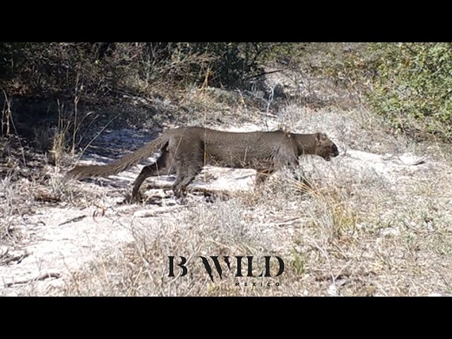 El Encuentro con la Vida / Onza, Jaguarundi, Puma, Pecarí, Zorro, Venado / Fototrampeo / HD / Mexico