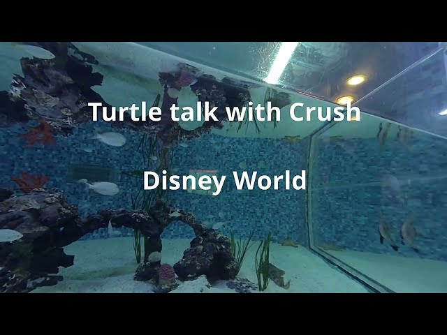 Turtle Talk with Crush Disney World in vr