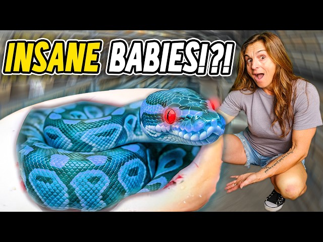 Mystery Gene Produced INSANE Looking Snakes!!!