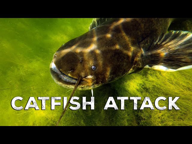 Attacked by an aggressive big catfish filmed in 4K (2022)