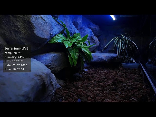 terrarium-LIVE 🔴 01/07/2026 🐍 Ball Python Regius Snake