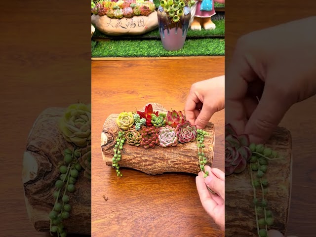 How to Make a Colorful Succulent Arrangement (Step-by-Step)