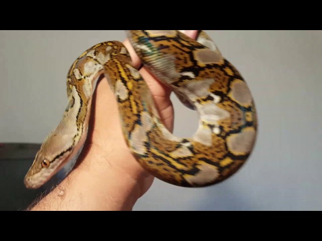 How to handle a baby reticulated python