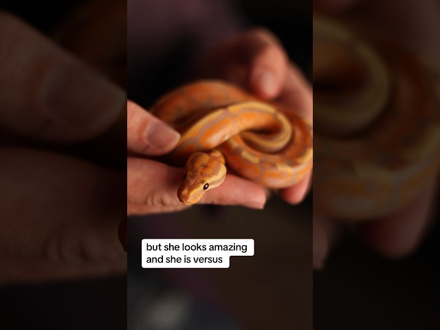 Ball Python Thread vs Shed Challenge | #ballpython #snake #reptile #pets #pet