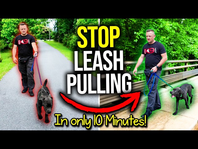 How to STOP Leash Pulling in MINUTES – 100% GUARANTEED! ANY Dog, Any Age, Any Breed