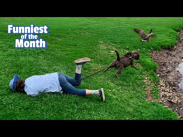 HILARIOUS Animals You Missed This Month! 🤩 Which Was FUNNIEST?? 😹