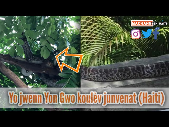 Giant python captivated in Haiti for the first time! Géant Python découvert en Haïti!