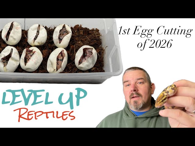 First Ball Python Egg Cutting of 2026