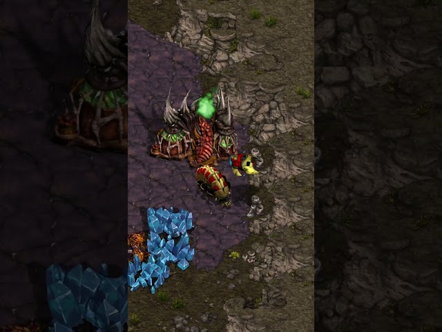 He's beginning to believe  - Starcraft Broodwar