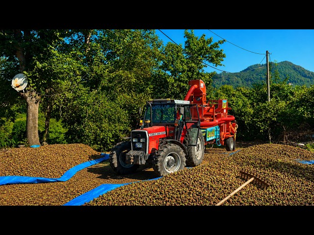Harvest Season Continues! Hazelnut Processing & Baking Fresh Bread on Wood Stove