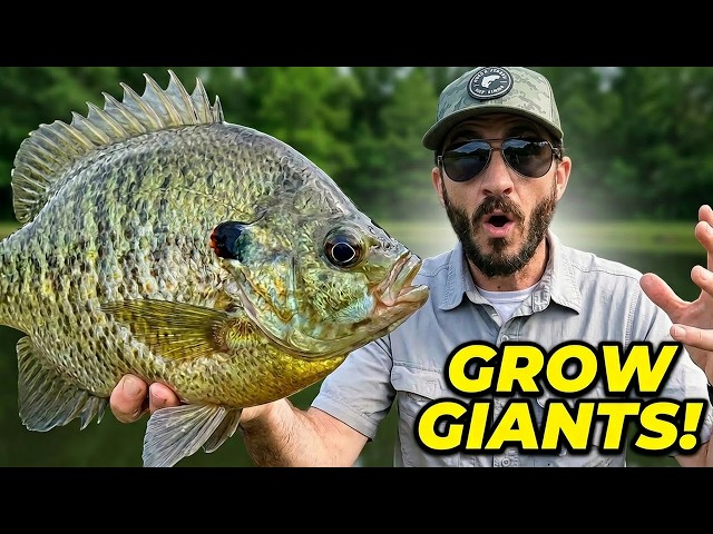 RELEASE The Shellcracker! Learn How to Grow GIANT Redear Sunfish