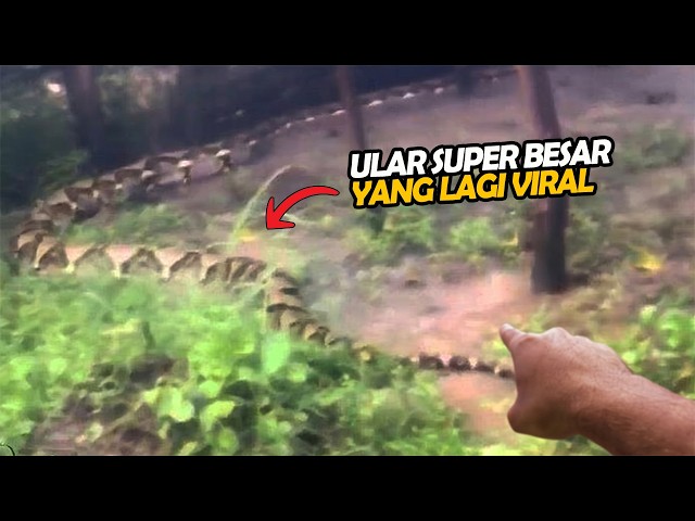 Terrifying! KING OF THE KALIMANTAN JUNGLE SNAKES Appears, This Man Trembles Upon Seeing This Crea...
