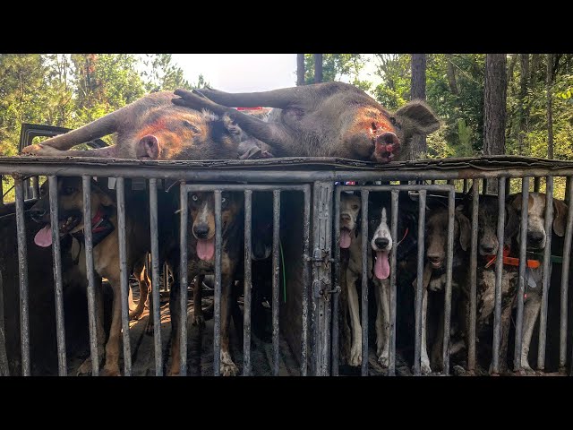 HOG hunting with DOGS...Southern Style!