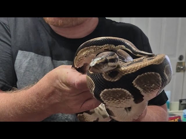 1st time feeding my rescue ball pythons!