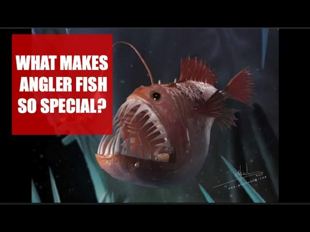 What Makes Angler Fish So Special?