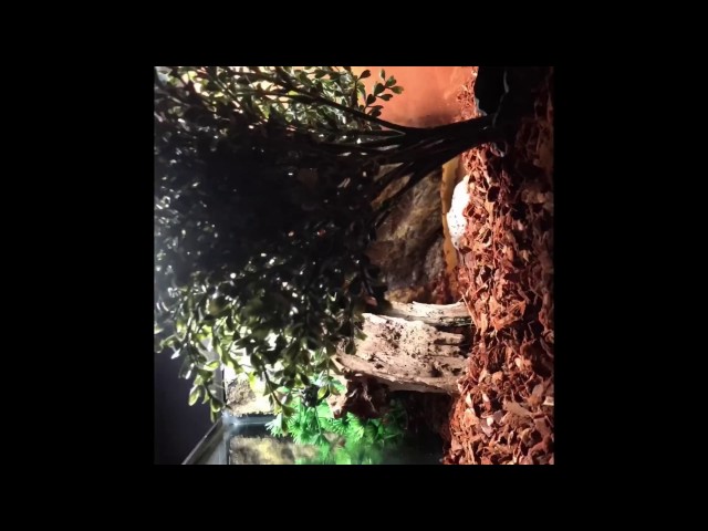 Setting Up Ball Python Enclosure!