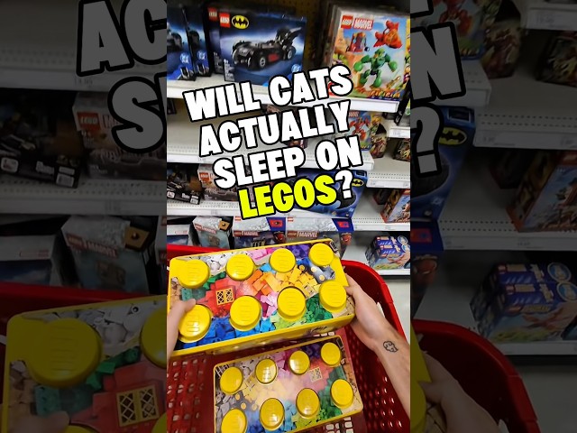 I Bought 2,000 LEGOs to See If My Cats Would Sleep on Them
