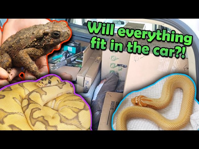 Tinley Park Reptile Show- Part 2! (What we bought!)