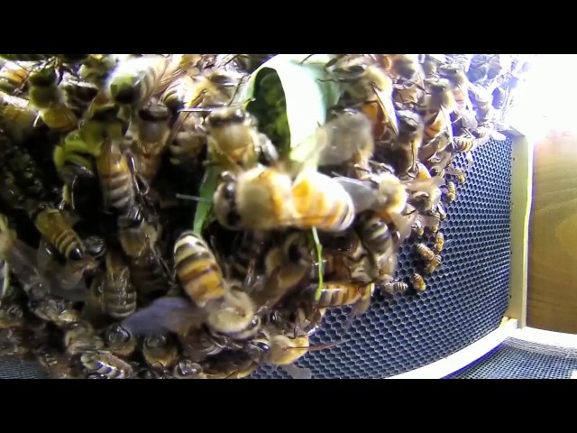 capturing 15,000 honeybee swarm (360 video)