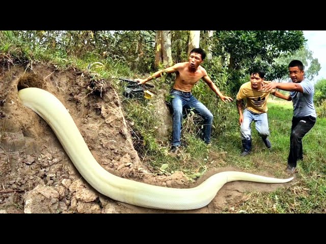 3 Brave Experts Catch Giant White Snake With Their Hands